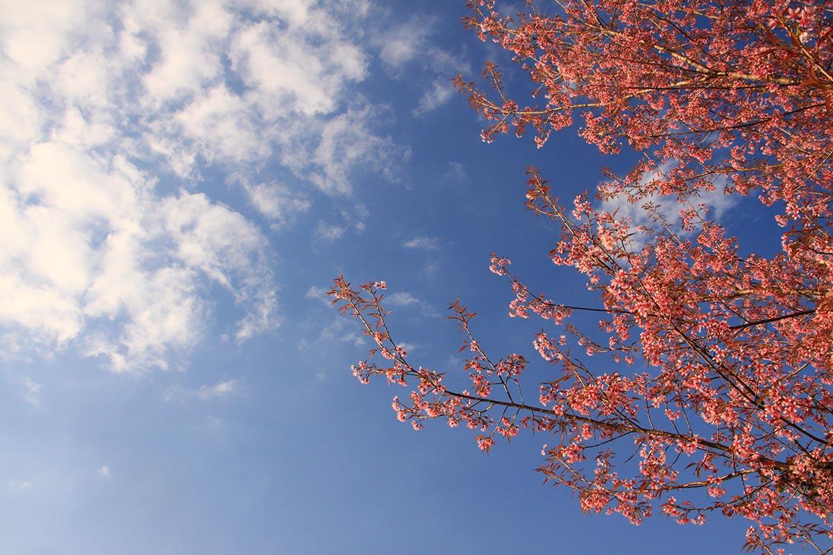 شکوفه های صورتی _ آسمان آبی